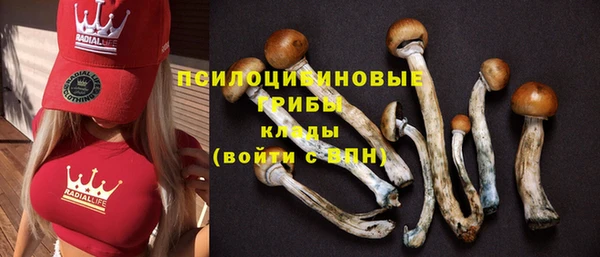 PSILOCYBIN Бронницы