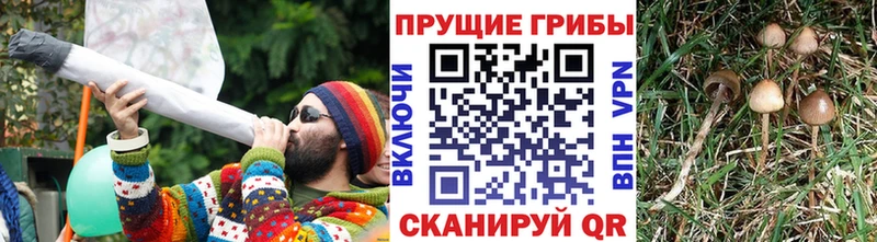 Псилоцибиновые грибы прущие грибы  сколько стоит  Оренбург 